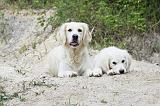 GOLDEN RETRIEVER 770